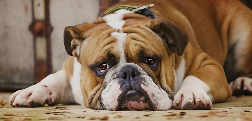 insuficiencia renal en perros jovenes