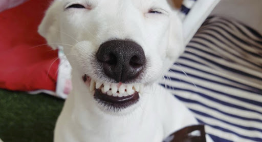 la forma mas facil de quitar el sarro de un perro