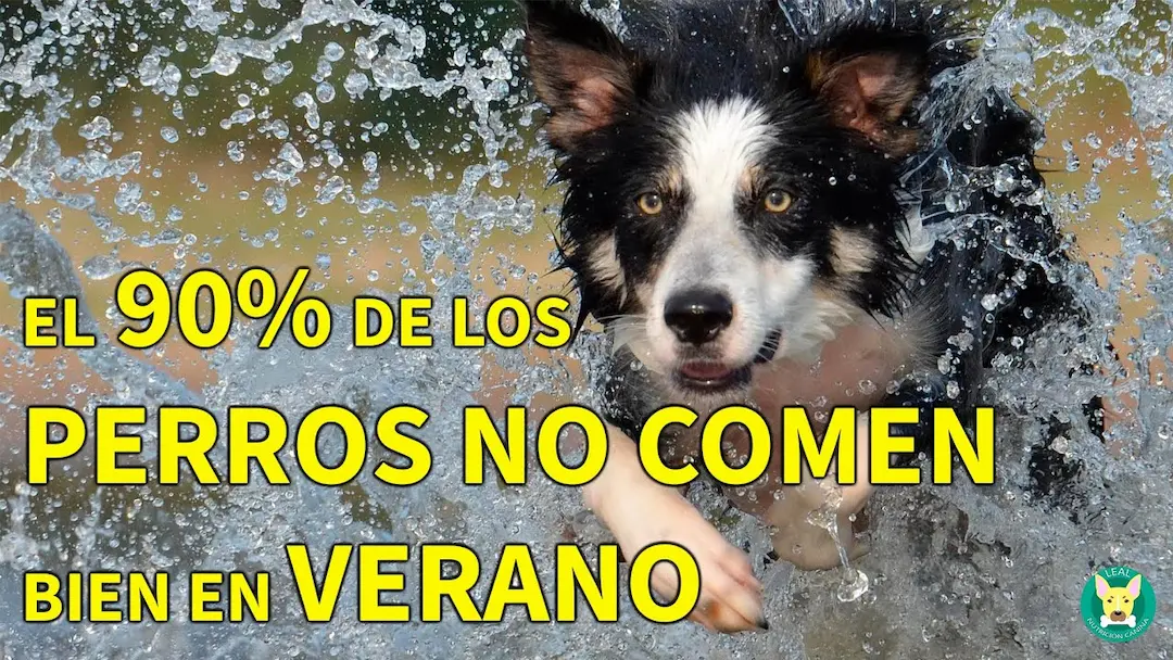 5 CONSEJOS para que tu PERRO COMA BIEN en VERANO